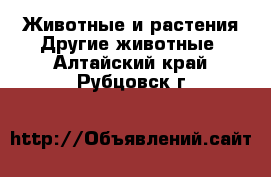 Животные и растения Другие животные. Алтайский край,Рубцовск г.